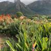 5Kirstenbosch south africa client review yellow zebra safaris