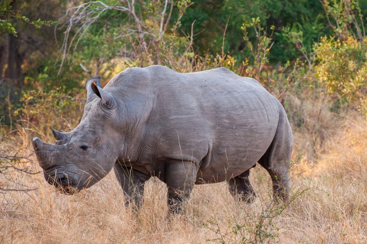 8WhiteRhino south africa client review yellow zebra safaris