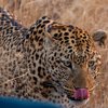 9LeopardNearTruck south africa client review yellow zebra safaris