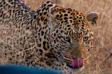 9LeopardNearTruck south africa client review yellow zebra safaris