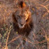 10KirkmansLion south africa client review yellow zebra safaris