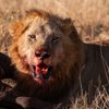 11MaleLionEating south africa client review yellow zebra safaris
