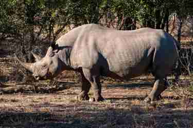 13BlackRhino south africa client review yellow zebra safaris