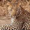14KirkmansLeopard south africa client review yellow zebra safaris