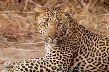 14KirkmansLeopard south africa client review yellow zebra safaris
