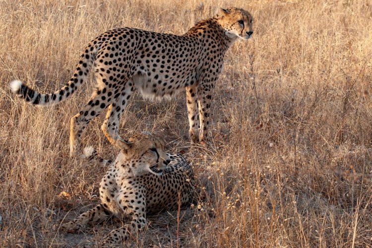 16NgalaCheetahs south africa client review yellow zebra safaris