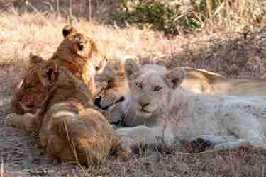 19NgalaLionCubs south africa client review yellow zebra safaris