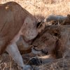 20NgalaLionPride south africa client review yellow zebra safaris