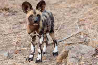 25NgalaWildDogPuppy south africa client review yellow zebra safaris