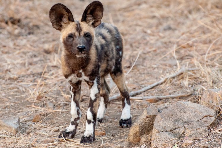 25NgalaWildDogPuppy south africa client review yellow zebra safaris