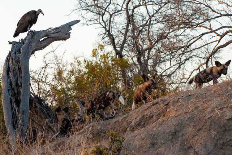 26NgalaWildDogsandVulture south africa client review yellow zebra safari