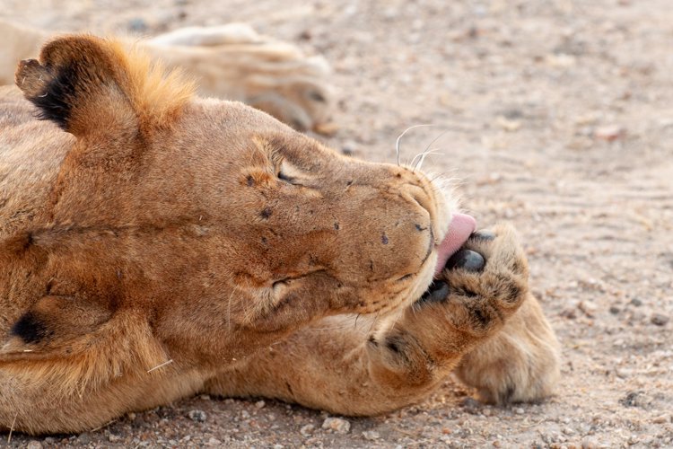 28NgalaLionLickingPaw south africa client review yellow zebra safaris