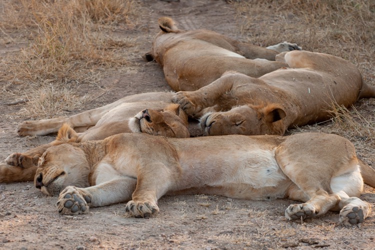 29NgalaYoungLionPride south africa client review yellow zebra safaris