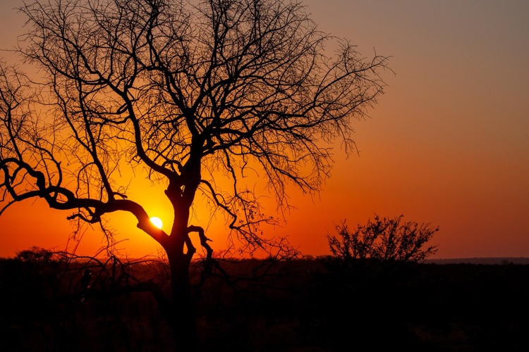 31NgalaSunset south africa client review yellow zebra safaris