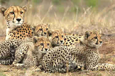 phinda cheetah