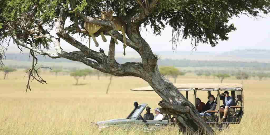 angama mara game drive kenya yellow zebra safaris