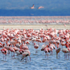 Wildlife Blog | Safari Expert Blog and Guide