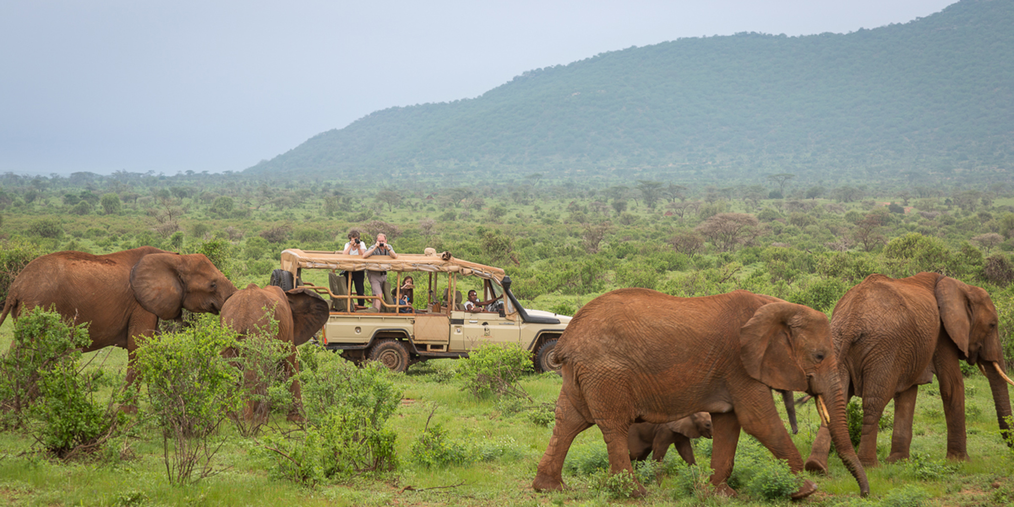 elephant bedroom elephant game drive view kenya yellow zebra safaris
