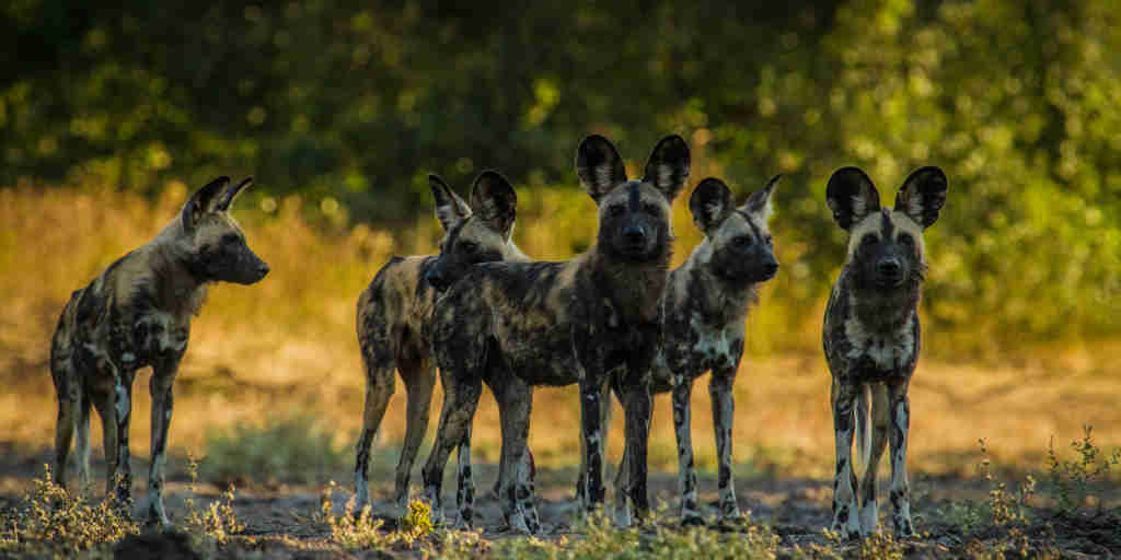 wild dogs mana pools national park zambezi expeditions african bush camps zimbabwe wildlife safari