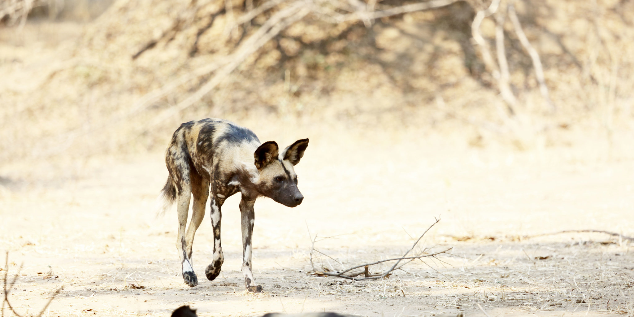 wilddog zambezi expeditions caroline gilbello african bush camps mana pools national park zimbabwe wildlife safari