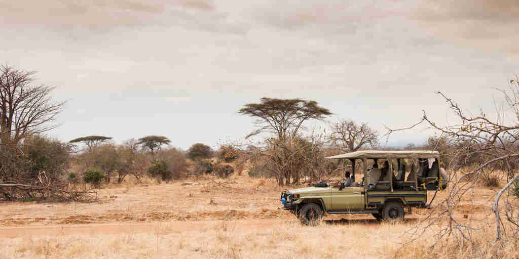 kwihala game drive tanzania yellow zebra safaris