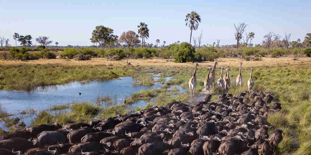 buffalo herd, okavango delta, botswana safari vacations