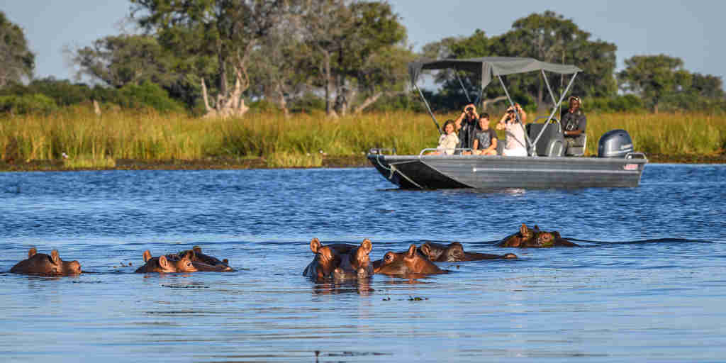 hippo, boating safaris, okavango delta, botswana safaris