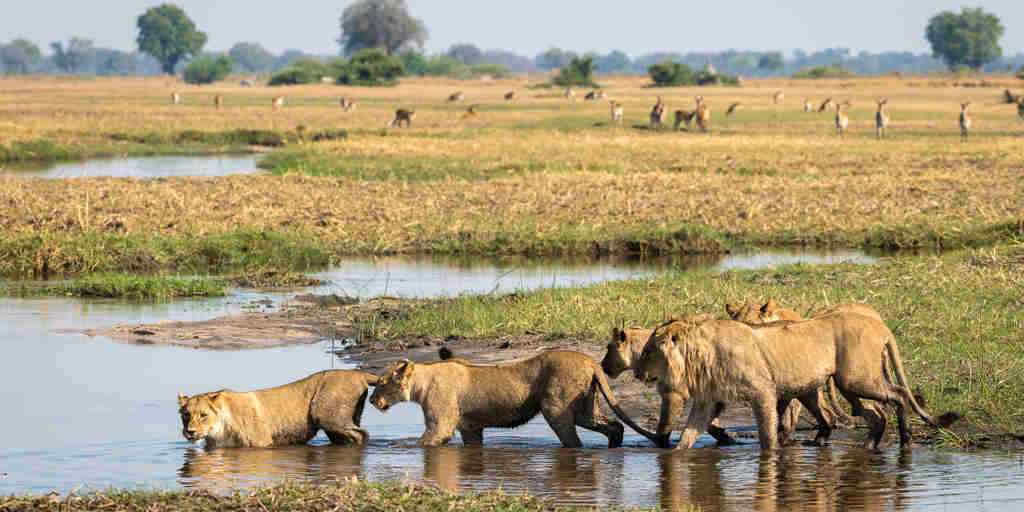 lion pack, okavango delta, botswana safari holidays