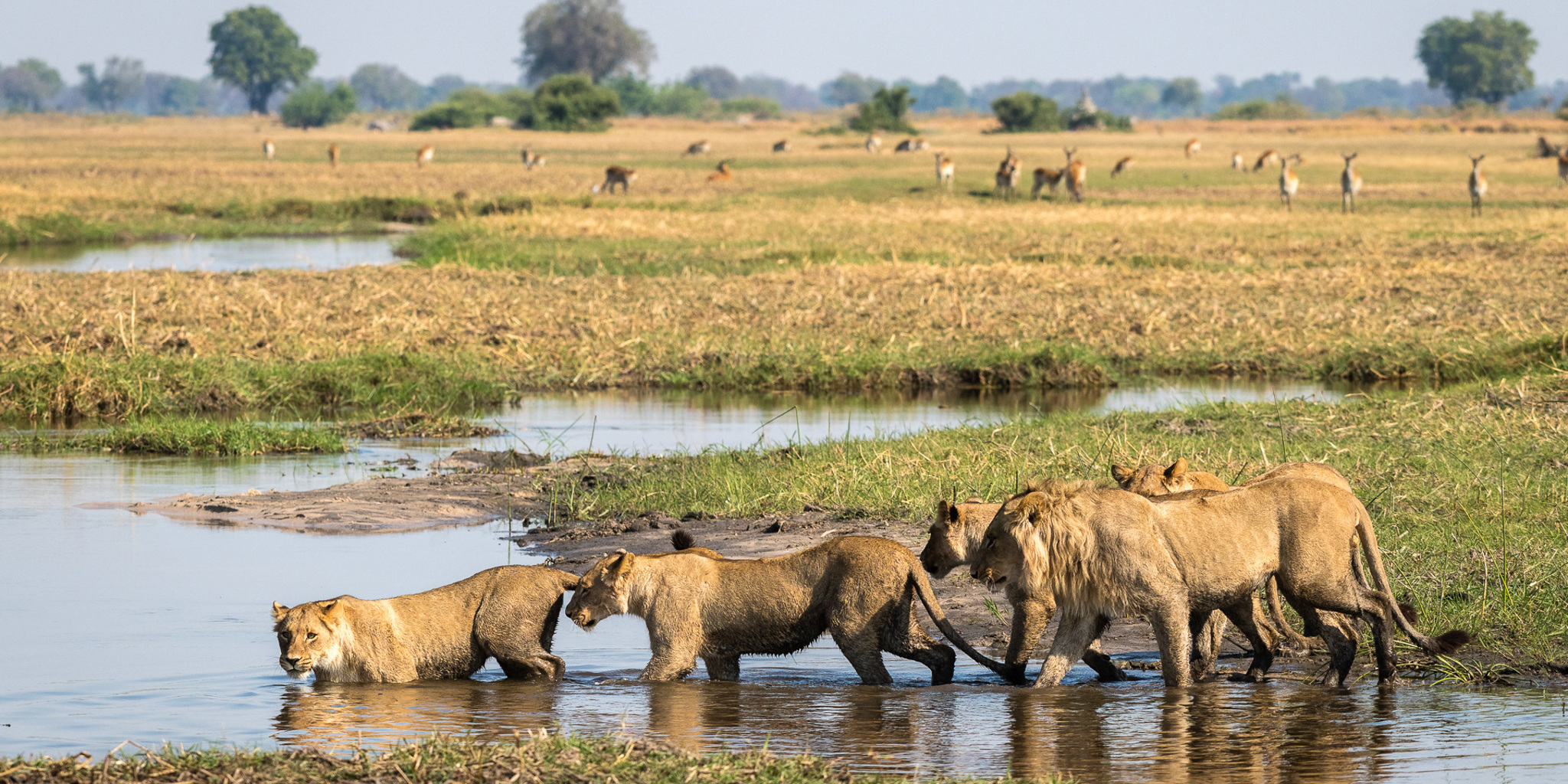 lion pack, okavango delta, botswana safari vacations