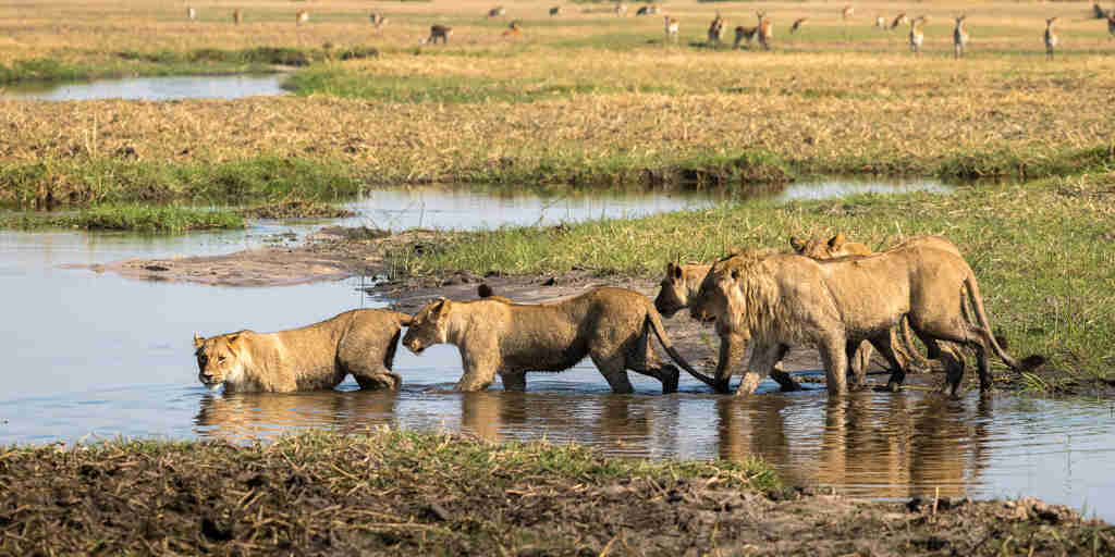 lion pack, okavango delta, botswana safari vacations