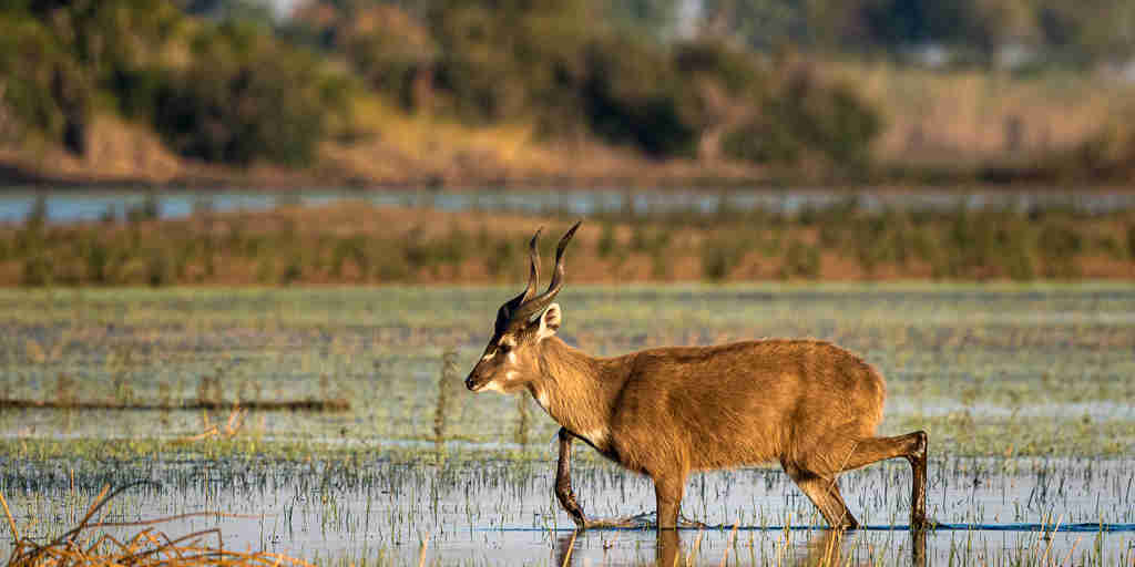 antelope in water, okavango delta, botswana safaris