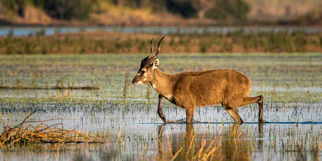 antelope in water, okavango delta, botswana safaris