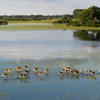 antelopes in the okavango delta, botswana safari holidays
