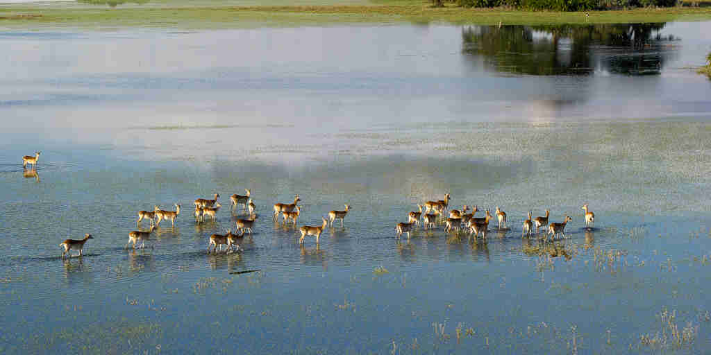 antelopes in the okavango delta, botswana safari vacations