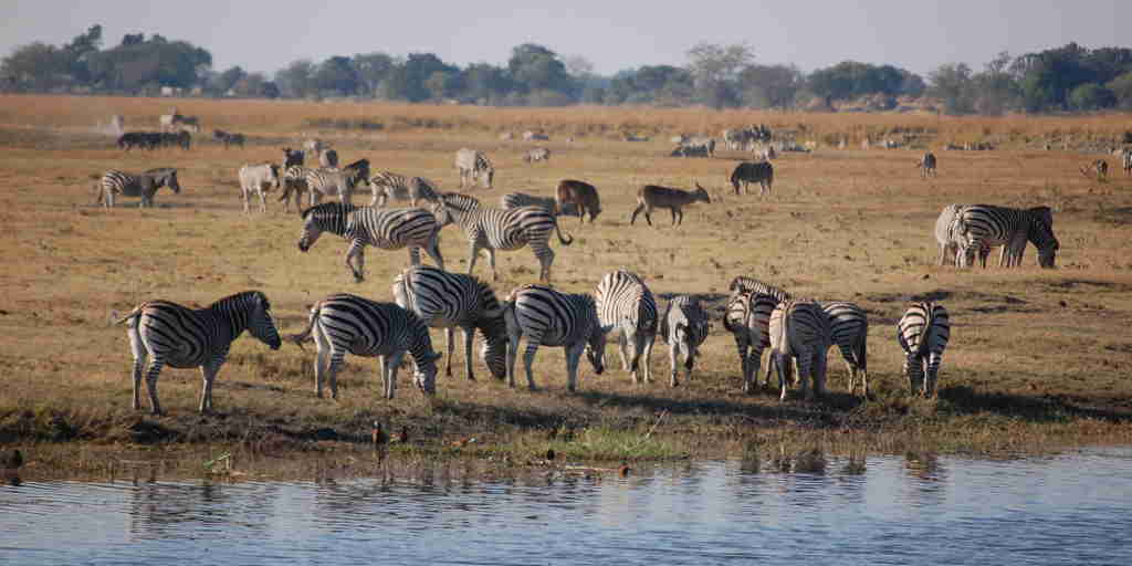 watering hole, chobe national park, botswana safaris