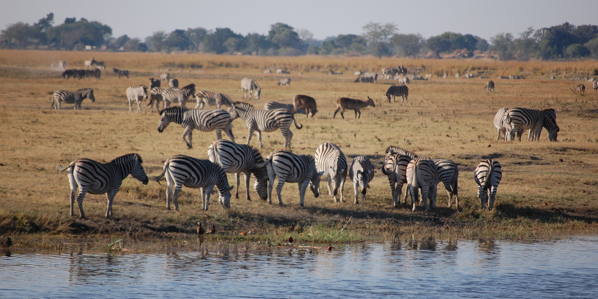 Chobe National Park Safari Holidays | Botswana | Yellow Zebra Safaris