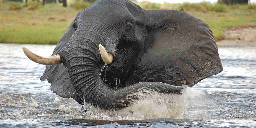 elephant in water, chobe national park, botswana safaris