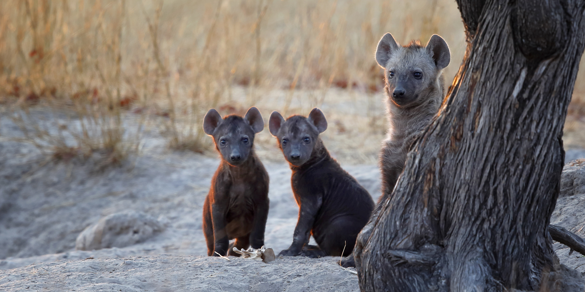 wildlife in chobe national park, botswana safaris