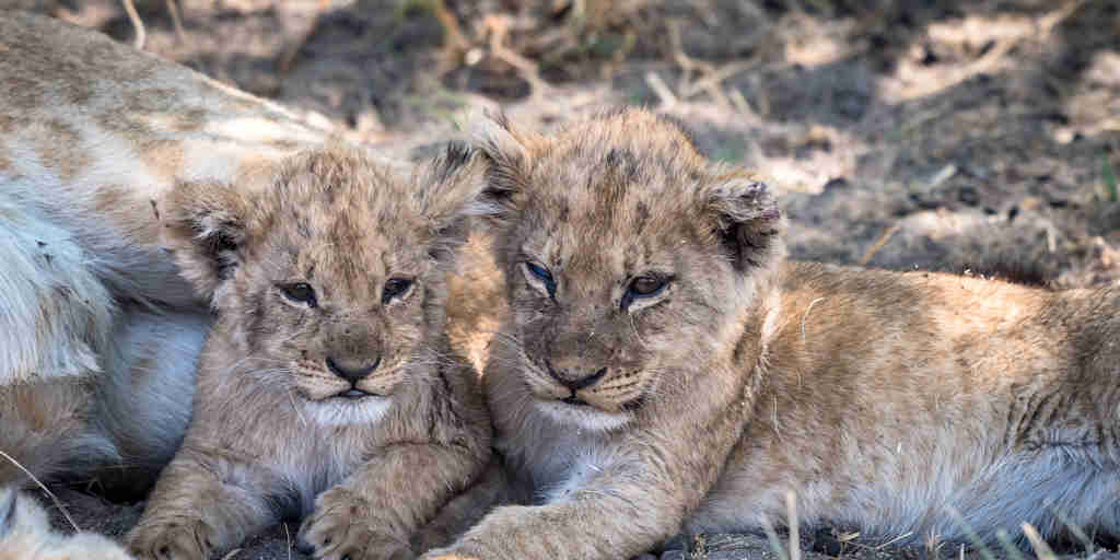 lion cubs, savute safari park, botswana, africa safaris