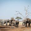 elephant herd, savute safari park, botswana, africa safaris