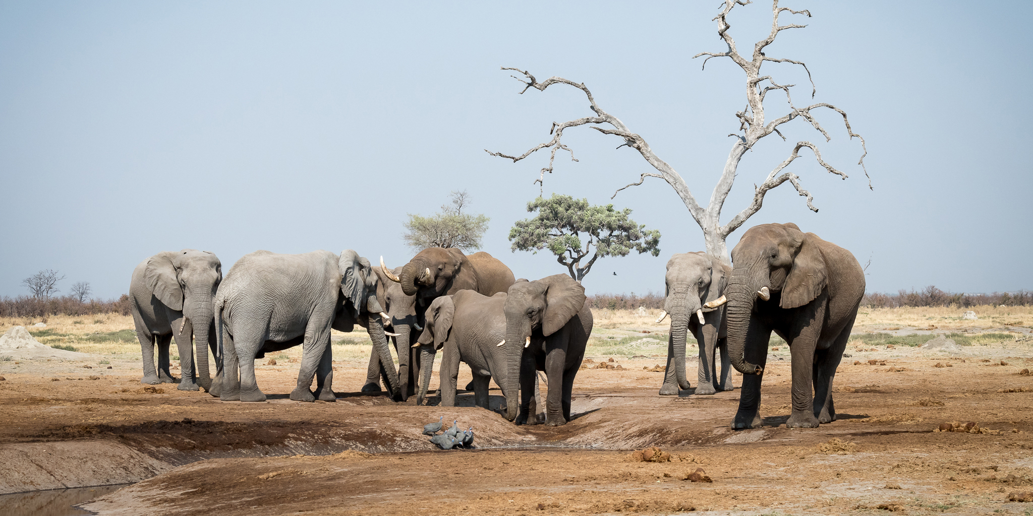 elephant herd, savute safari park, botswana, africa safaris