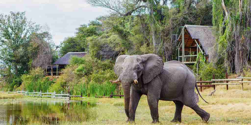 elephant, savute safari lodge, botswana, africa safaris