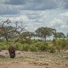 elephant in savute safari park, botswana, africa safaris