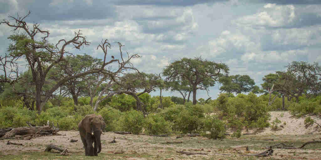 elephant in savute safari park, botswana, africa safaris