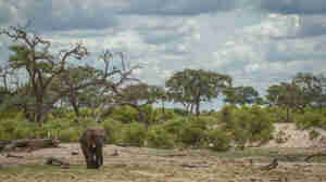 elephant in savute safari park, botswana, africa safaris