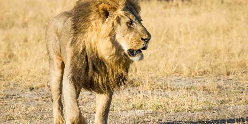 lion in savute safari park, botswana, africa safaris