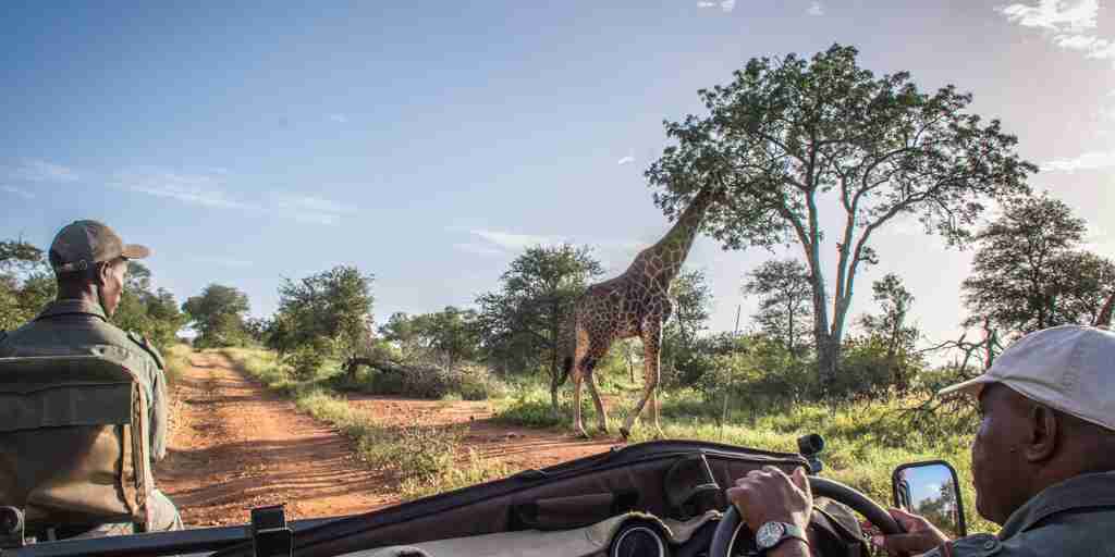 garonga safari camp south africa game drive giraffe yellow zebra safaris