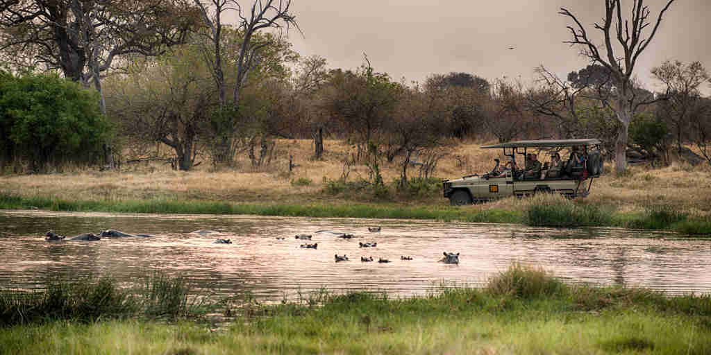 golden africa safaris game drive botswana yellow zebra safaris