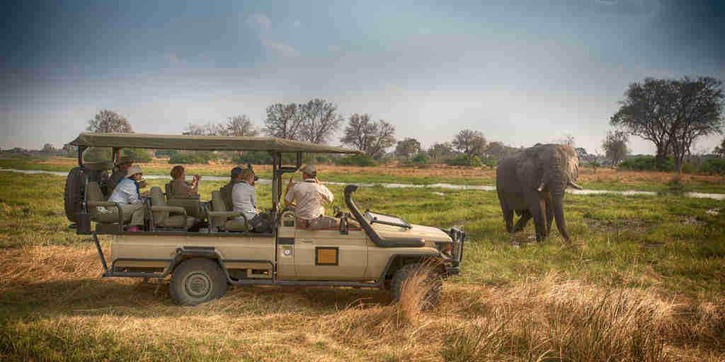 golden africa safaris game drive elephant botswana yellow zebra safaris