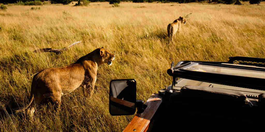 golden africa safaris game drive lions yellow zebra safaris